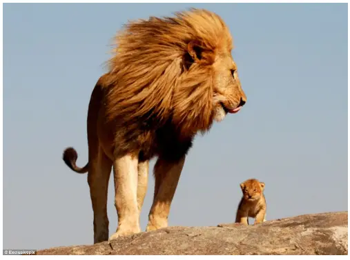 Happy Father's Day Lion Image